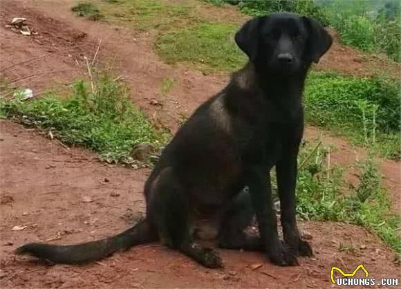 中华山地名猎—凉山猎犬