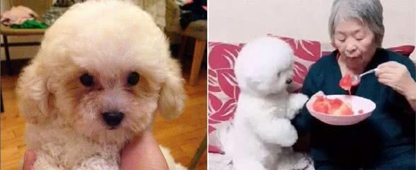 饲养比熊犬的人，需要清楚这些事，对它有好处