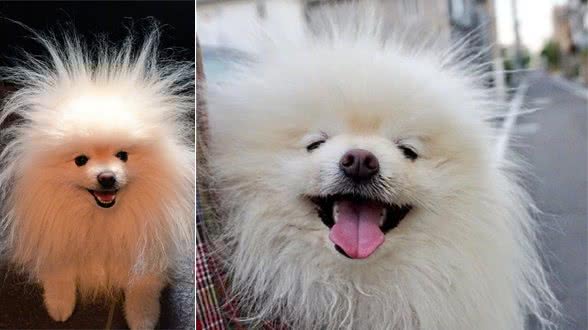 狗狗出门遛弯，随后竟被吹成了“金毛犬狮王”：面对疾风吧