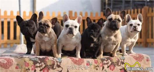 法国斗牛犬多少钱一只？影响其价格的因素有这7个