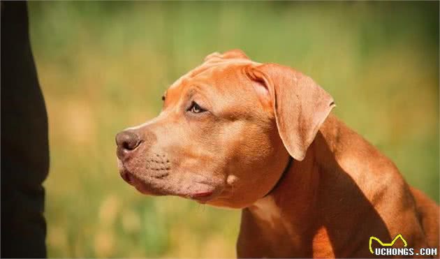 当之无愧的猛犬排行第一位—比特犬