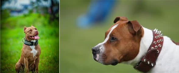 当之无愧的猛犬排行第一位—比特犬