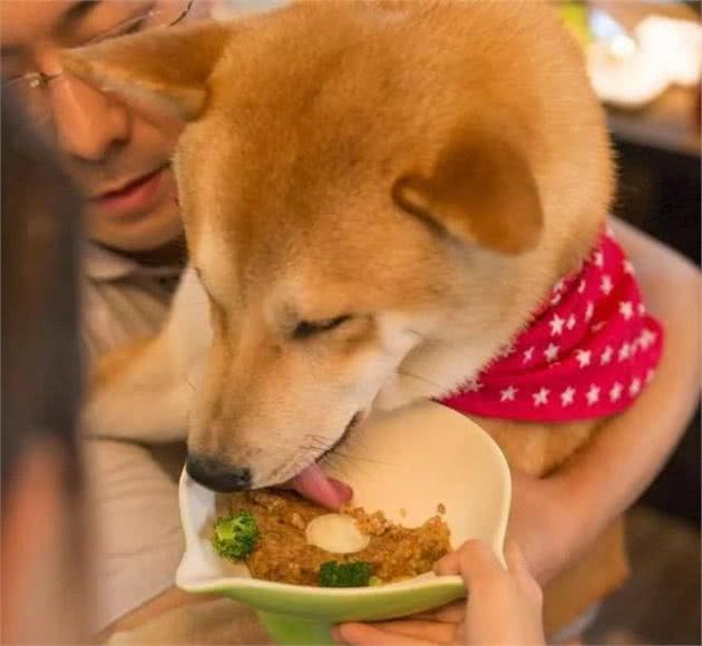 亲自为爱犬做饭，推荐以下几种适合狗狗的减肥食物