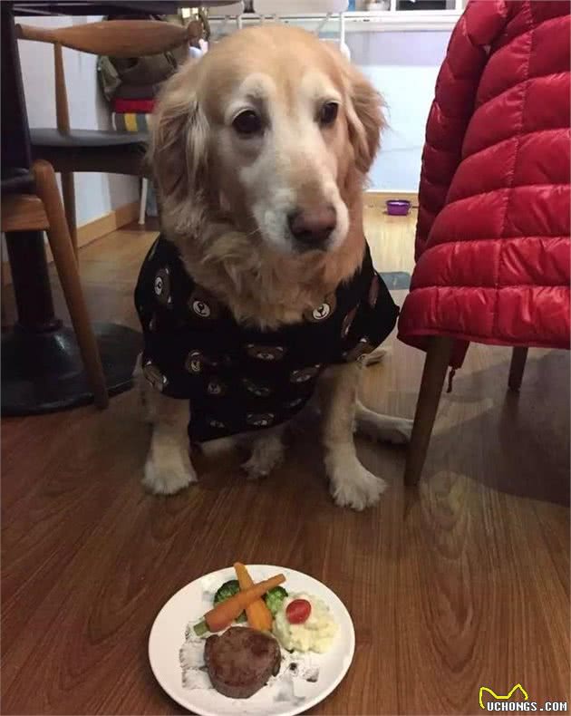 亲自为爱犬做饭，推荐以下几种适合狗狗的减肥食物