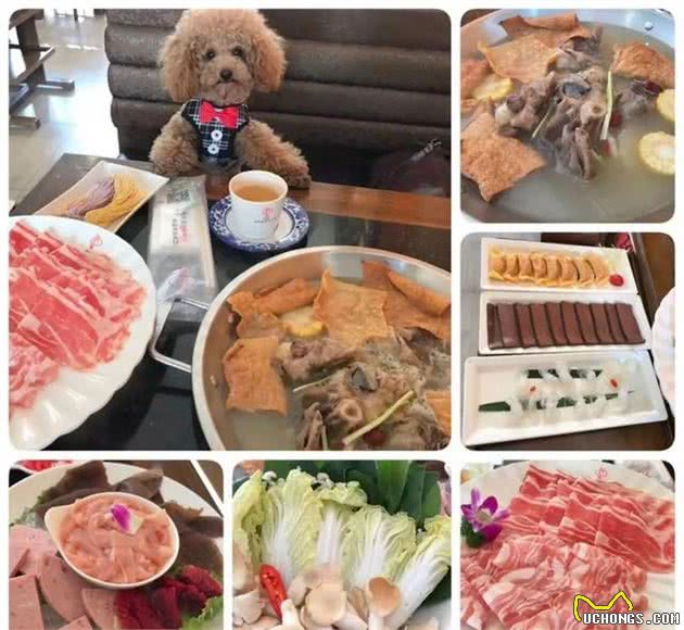 亲自为爱犬做饭，推荐以下几种适合狗狗的减肥食物