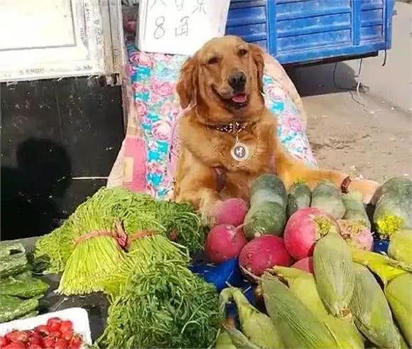 哈士奇犬独自在街上卖鸡，不想引来围观，众人皆怀疑二哈卖鸡的诚意