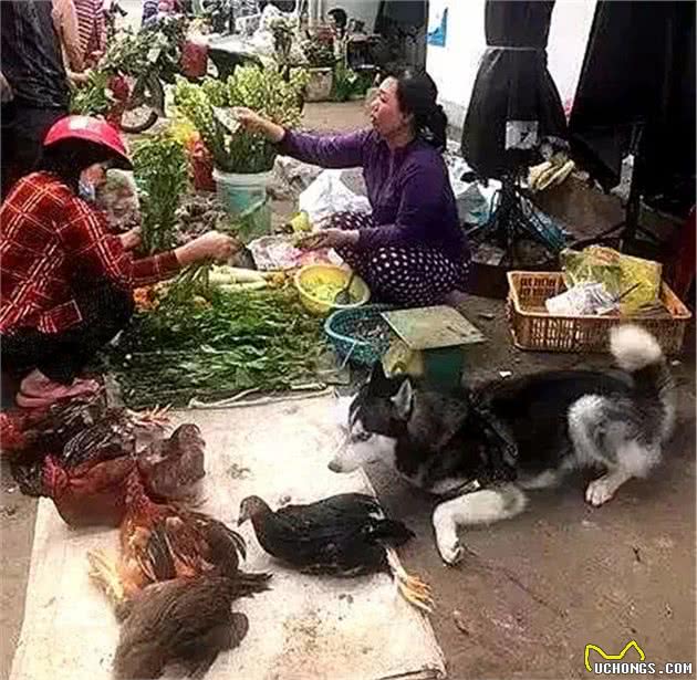 哈士奇犬独自在街上卖鸡，不想引来围观，众人皆怀疑二哈卖鸡的诚意