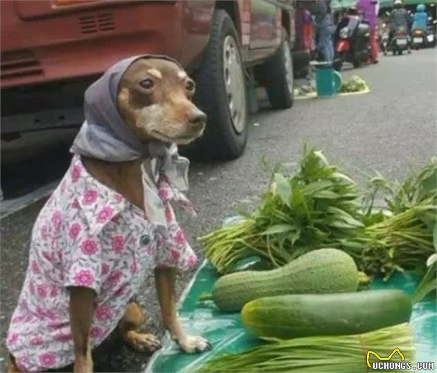 哈士奇犬独自在街上卖鸡，不想引来围观，众人皆怀疑二哈卖鸡的诚意