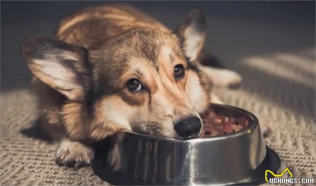 幼犬成长到什么时候，才适合改变饮食？它们该什么时候戒掉幼犬粮