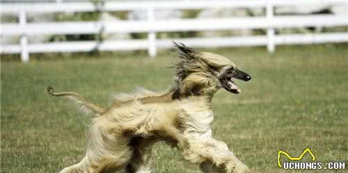 阿富汗猎犬能养吗阿富汗猎犬相当的好养