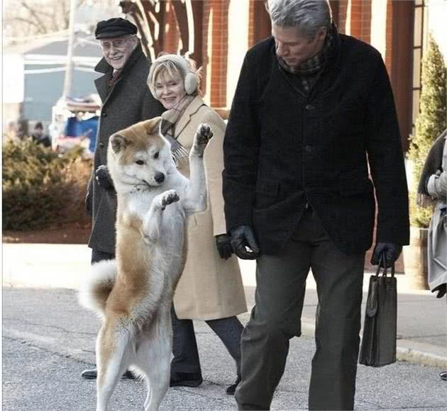 多大的狗算老年犬？有哪些生理迹象？