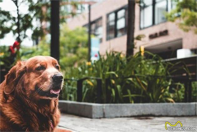 多大的狗算老年犬？有哪些生理迹象？