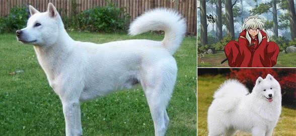 犬夜叉血统揭秘，这货究竟是什么狗