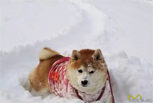 柴犬被主人带来玩雪，胖狗陷在雪中时还在眯眼瞌睡！