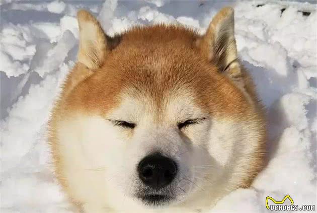 柴犬被主人带来玩雪，胖狗陷在雪中时还在眯眼瞌睡！