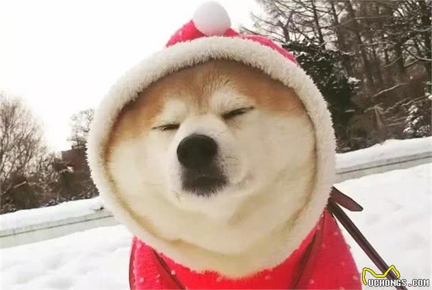 柴犬被主人带来玩雪，胖狗陷在雪中时还在眯眼瞌睡！