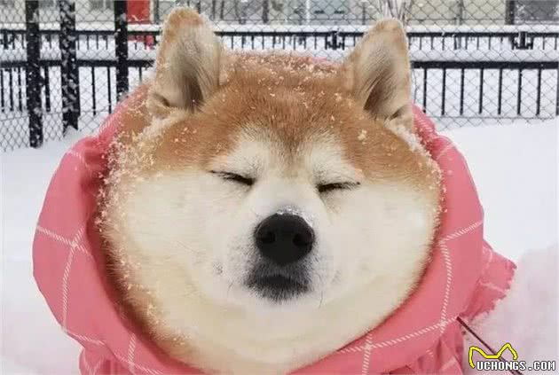 柴犬被主人带来玩雪，胖狗陷在雪中时还在眯眼瞌睡！