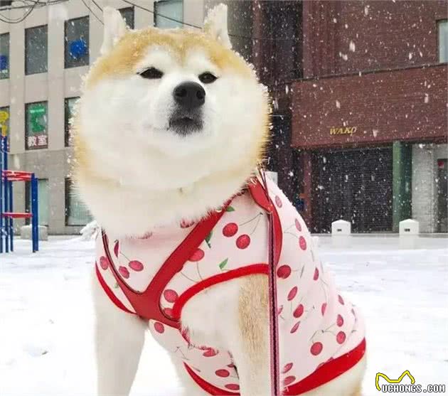 柴犬被主人带来玩雪，胖狗陷在雪中时还在眯眼瞌睡！