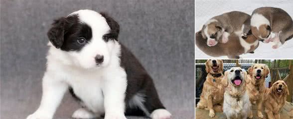 狗狗多大才算是长大了？身体和心理的长大成熟又是什么时候？