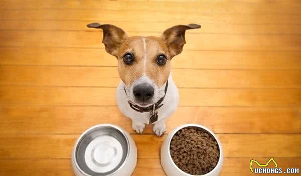 蛋白质越多，犬粮的品质就越好？我们的狗狗到底需要多少的蛋白质