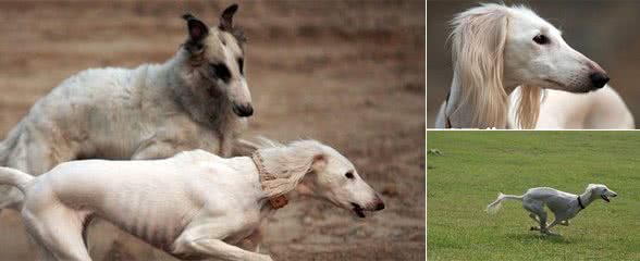 萨路基犬的价格从几千块到一万多不等