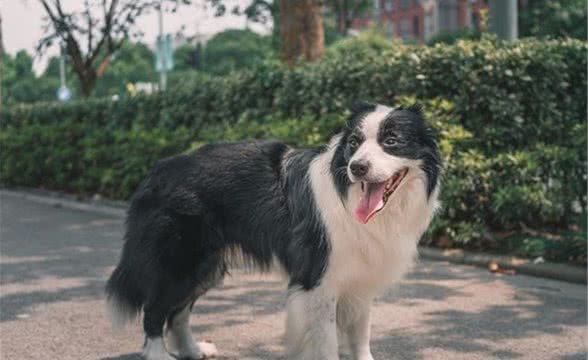 挑选伴侣犬小知识