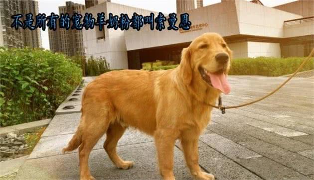 如何把自己家的金毛犬训练成人精？其实你只需要这两招