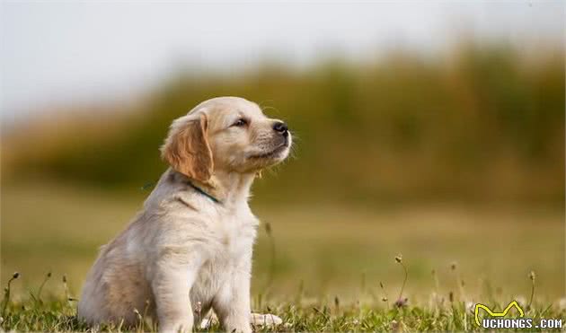 如何把自己家的金毛犬训练成人精？其实你只需要这两招