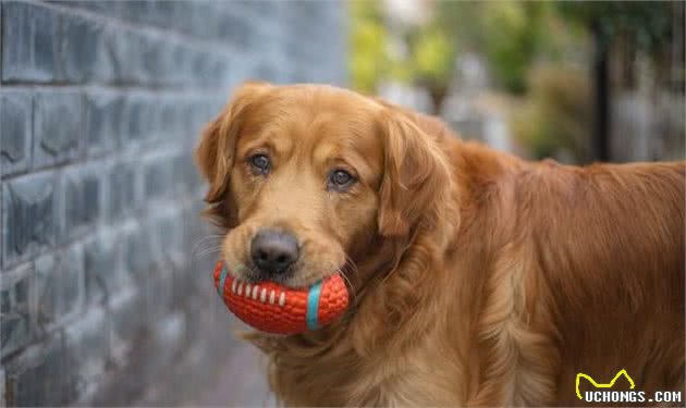 如何把自己家的金毛犬训练成人精？其实你只需要这两招