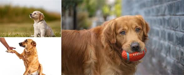 如何把自己家的金毛犬训练成人精？其实你只需要这两招