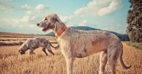 爱尔兰猎狼犬怎么养它是不错的护卫犬