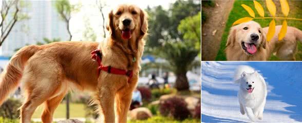 金毛犬和萨摩耶犬对比，养狗应当选谁？让小编告诉你