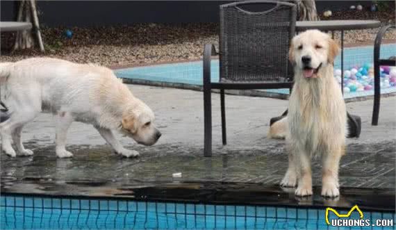 带金毛犬出来玩，不知不觉的就来到这里，它想要游泳么