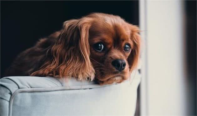 狗狗常见坏习惯集合！训犬师建议，第一次发生就要纠正