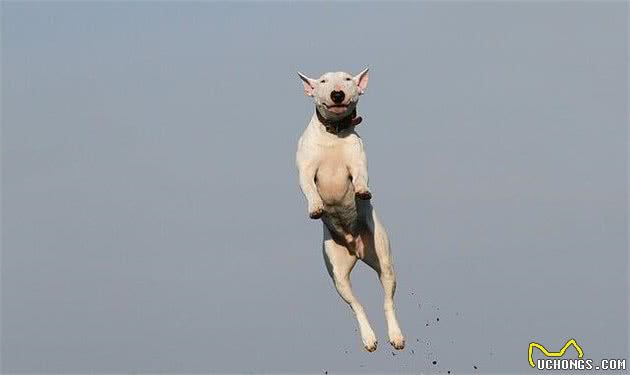 狗狗常见坏习惯集合！训犬师建议，第一次发生就要纠正