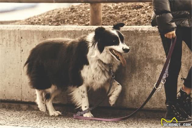 狗狗常见坏习惯集合！训犬师建议，第一次发生就要纠正