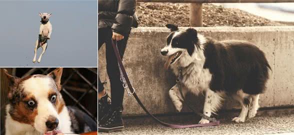 狗狗常见坏习惯集合！训犬师建议，第一次发生就要纠正