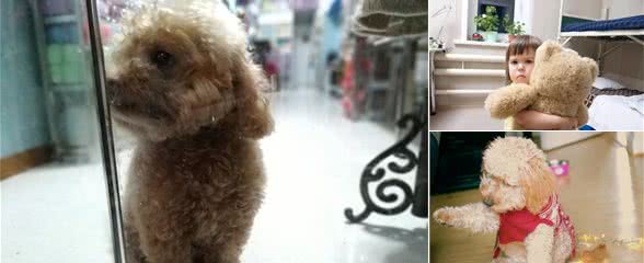 泰迪犬犯错后，这几种惩罚方法最有效，你试过吗？