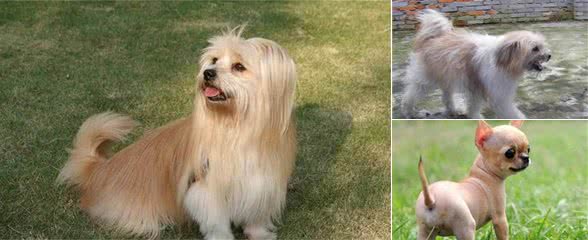 适合家养的4种小型犬，第3种是“侥幸使者”,第4种容颜端庄