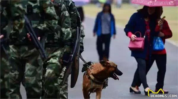 警犬陪同主人地铁巡检，累得在坐立中睡着了，可还坚守在岗位上！