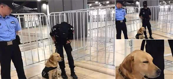 警犬陪同主人地铁巡检，累得在坐立中睡着了，可还坚守在岗位上！