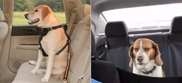 狗狗为什么会晕车？