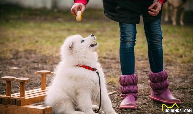 萨摩耶犬的几个小秘密，宠主不一定都知道，知道后更想养它了！