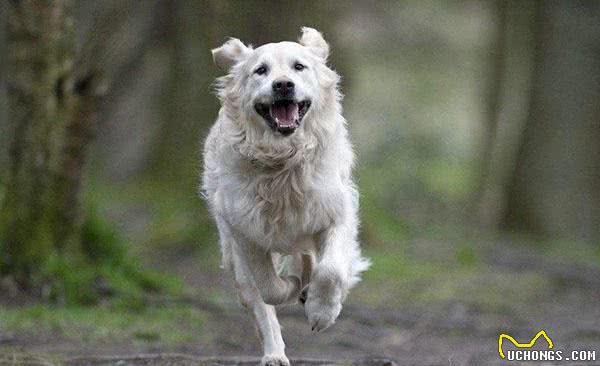 带宠物犬运动的主人，都选择这样做！狗狗要怎么运动，你知道吗？