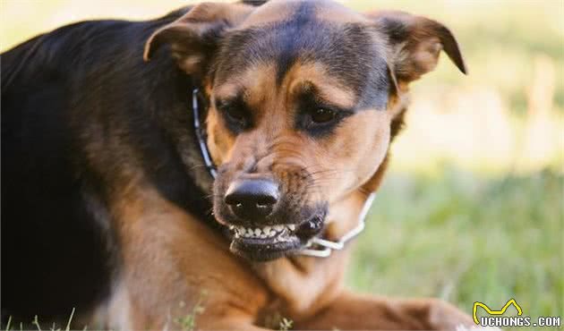 出现这些症状，说明狗狗有“狂犬病”！主人要当心了