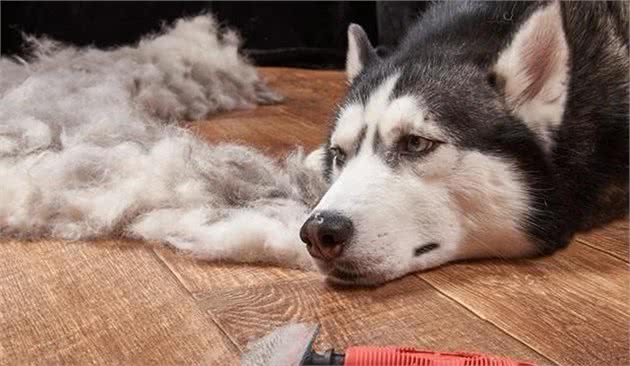 除了无毛犬外还有哪些天生掉毛极少的宠物狗品种存在告别掉毛季