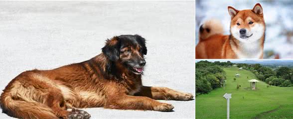 宠物犬饲养过程当中常见的3个问题及改良措施