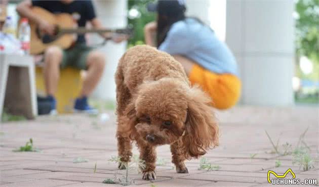 给泰迪犬“挤肛门腺”的教程，简单易做，挤出狗狗好身体