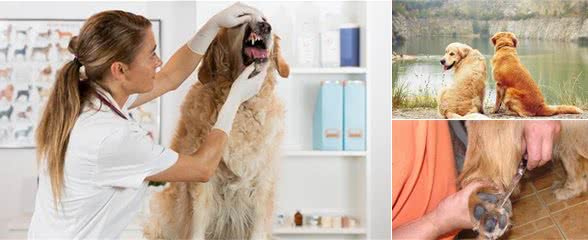 金毛犬体臭严重？快检查来源是不是这些地方