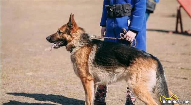 德牧犬的优点很多，不养一只你怎么会知道它的好